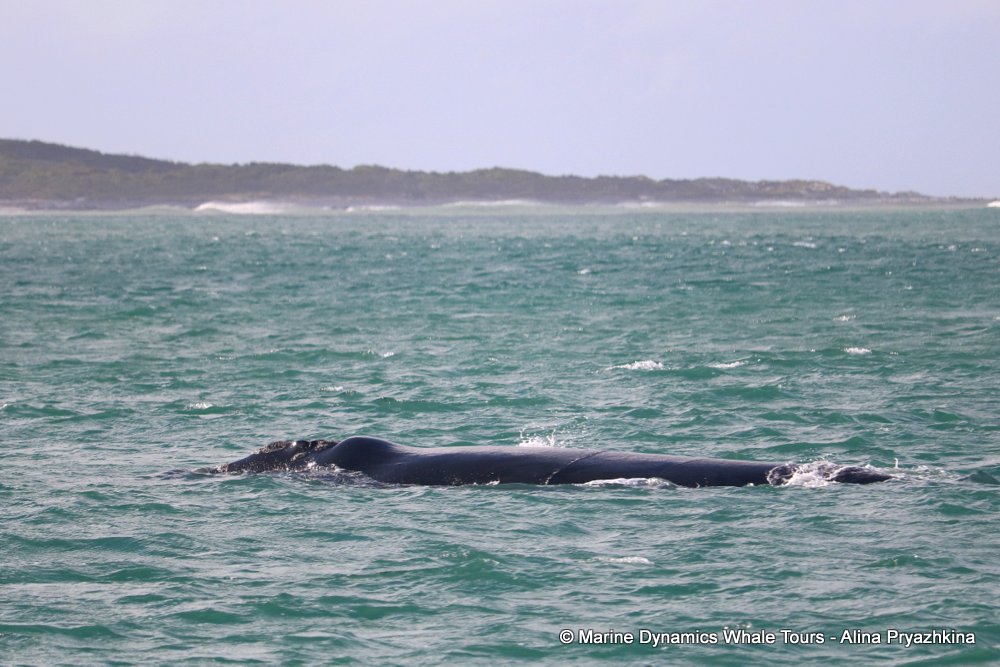 whale watching, gansbaai, south africa, Cape fur seals