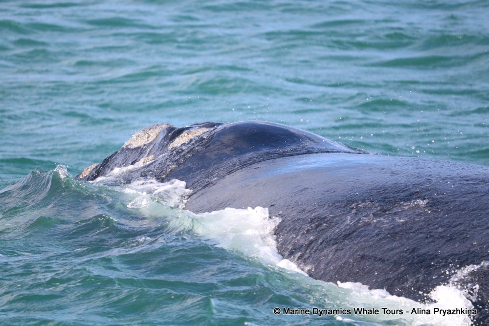 whale watching, gansbaai, south africa, Southern Right whale