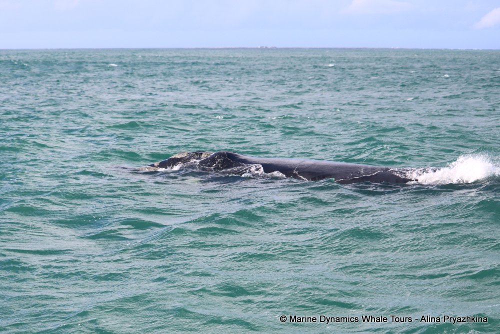 whale watching, gansbaai, south africa, Cape fur seals