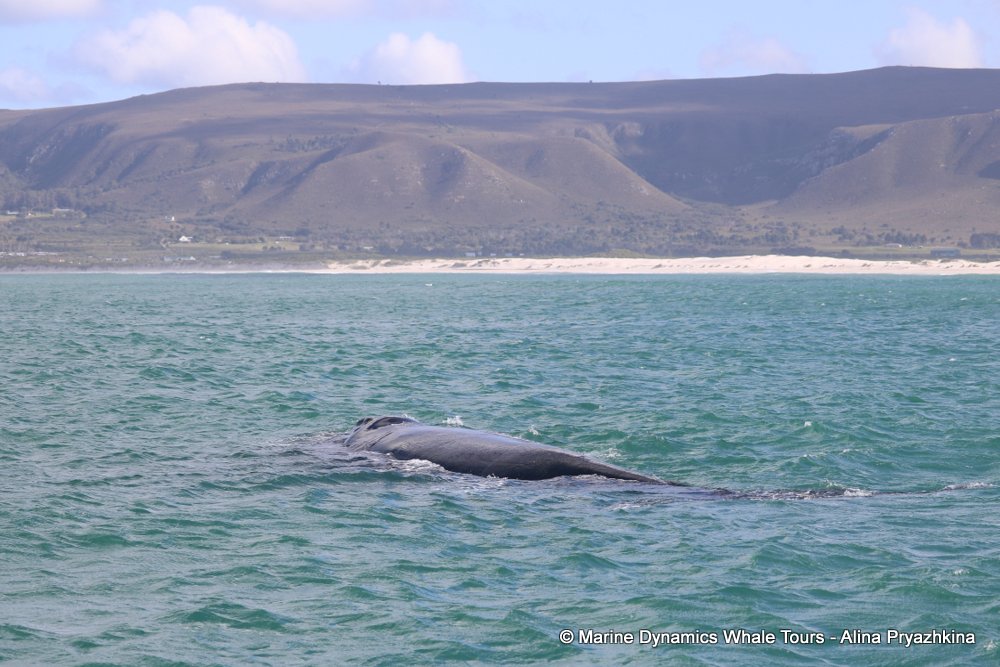 whale watching, gansbaai, south africa, Cape fur seals