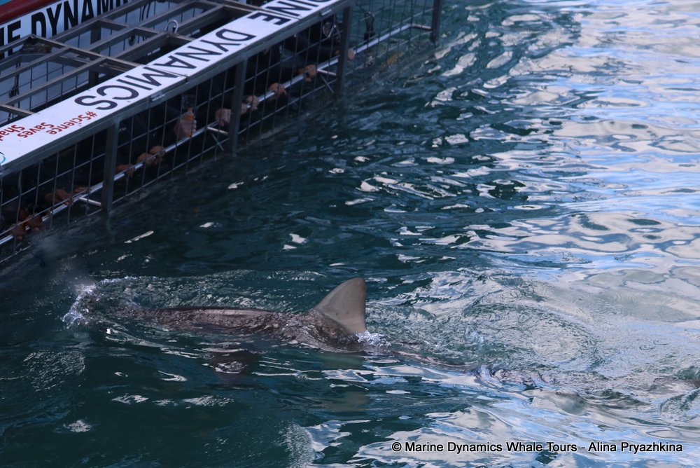 whale watching, gansbaai, south africa, Bronze whaler shark