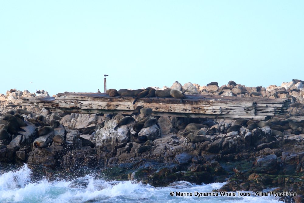 whale watching, gansbaai, south africa, Cape fur seals