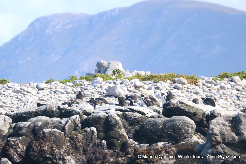 whale watching, gansbaai, south africa, African penguin