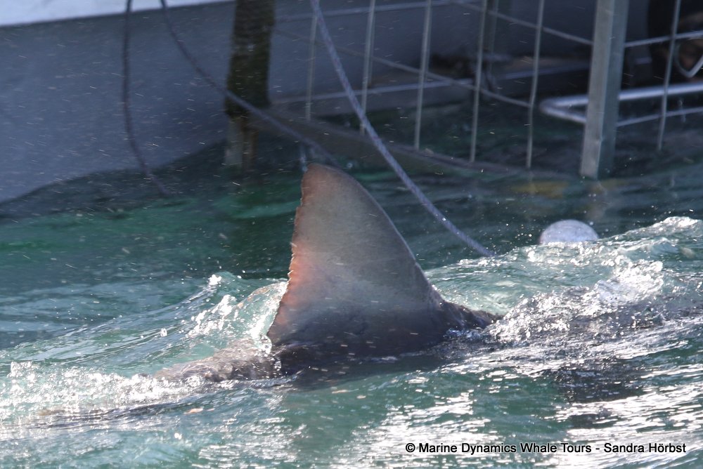 whale watching, gansbaai, south africa bronze whaler shark