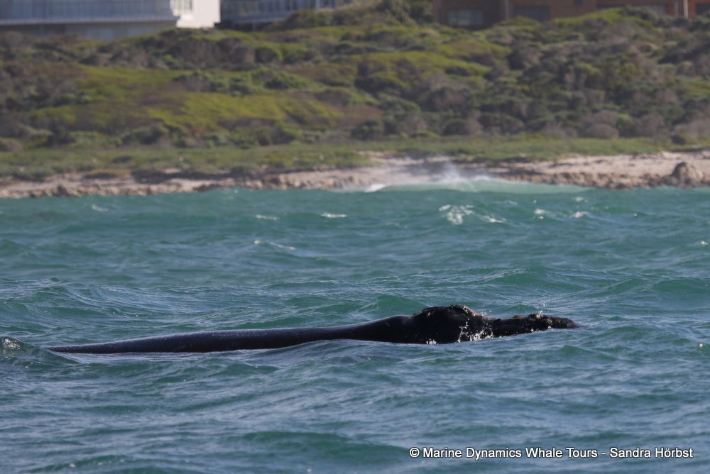 whale watching, gansbaai, south africa whale
