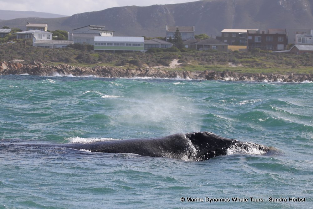 whale watching, gansbaai, south africa southern right whale
