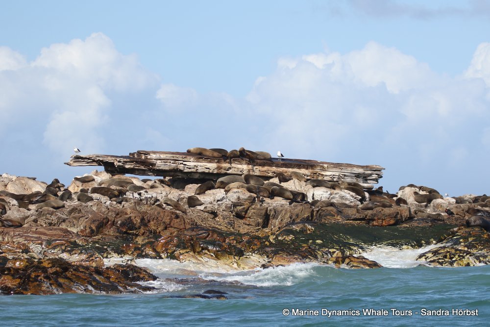 whale watching, gansbaai, south africa cape fur seal colony and ship wreck