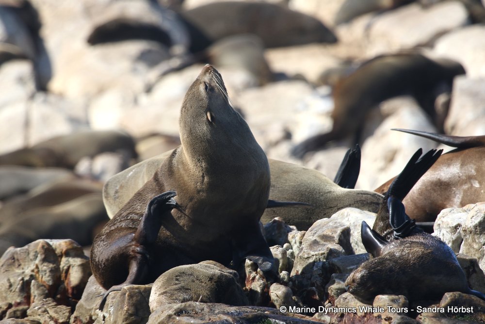 whale watching, gansbaai, south africa fur seal