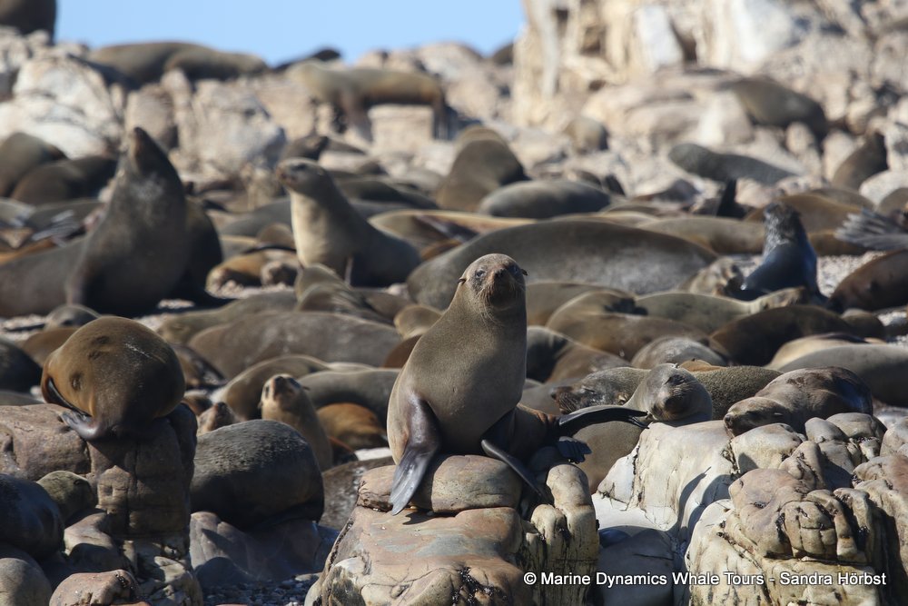 whale watching, gansbaai, south africa cape fur seal