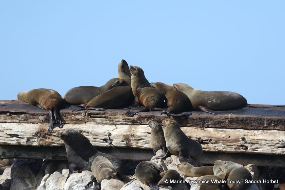 whale watching, gansbaai, south africa caoe fur seals