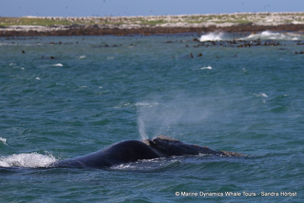whale watching, gansbaai, south africa whale