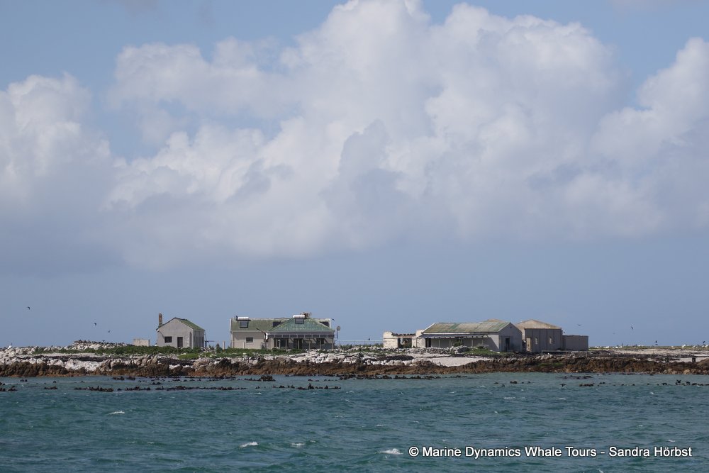 whale watching, gansbaai, south africa dyer island