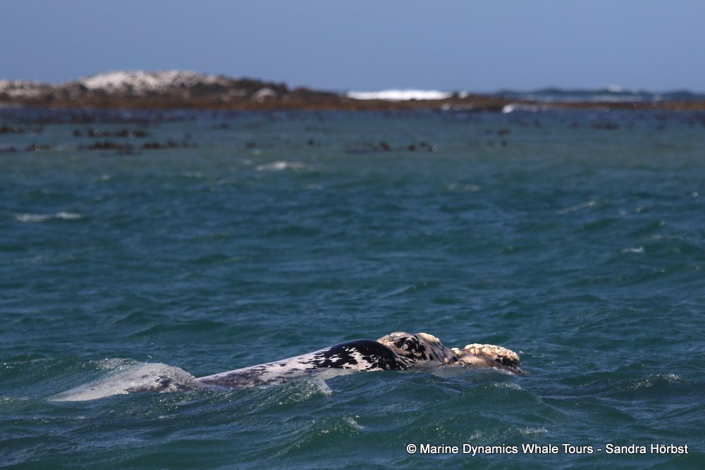 whale watching, gansbaai, south africa brindle whale