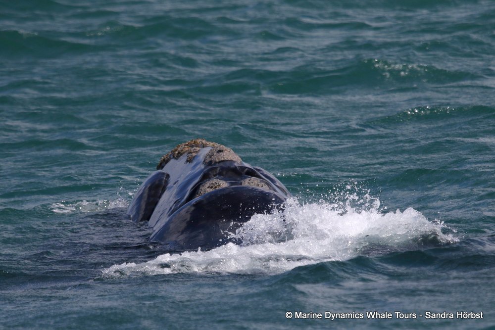 whale watching, gansbaai, south africa southern right whale