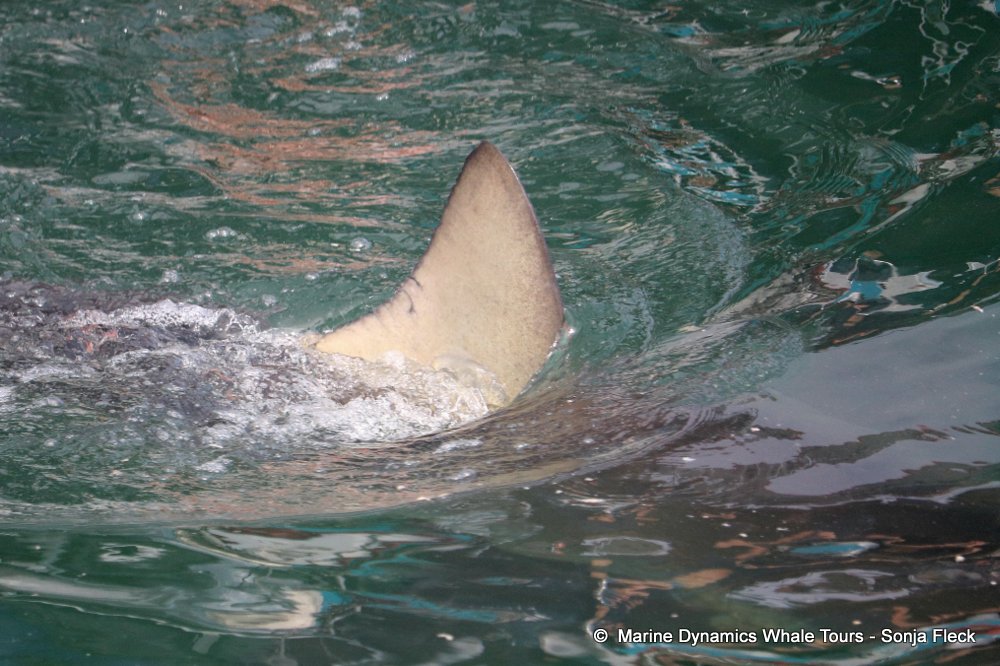 whale watching, gansbaai, south africa, Bronze whaler shark