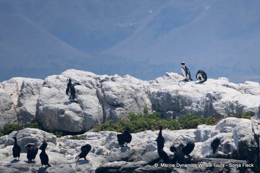 whale watching, gansbaai, south africa, African Penguins
