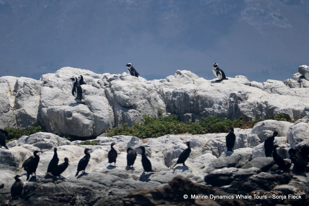 whale watching, gansbaai, south africa, African Penguins
