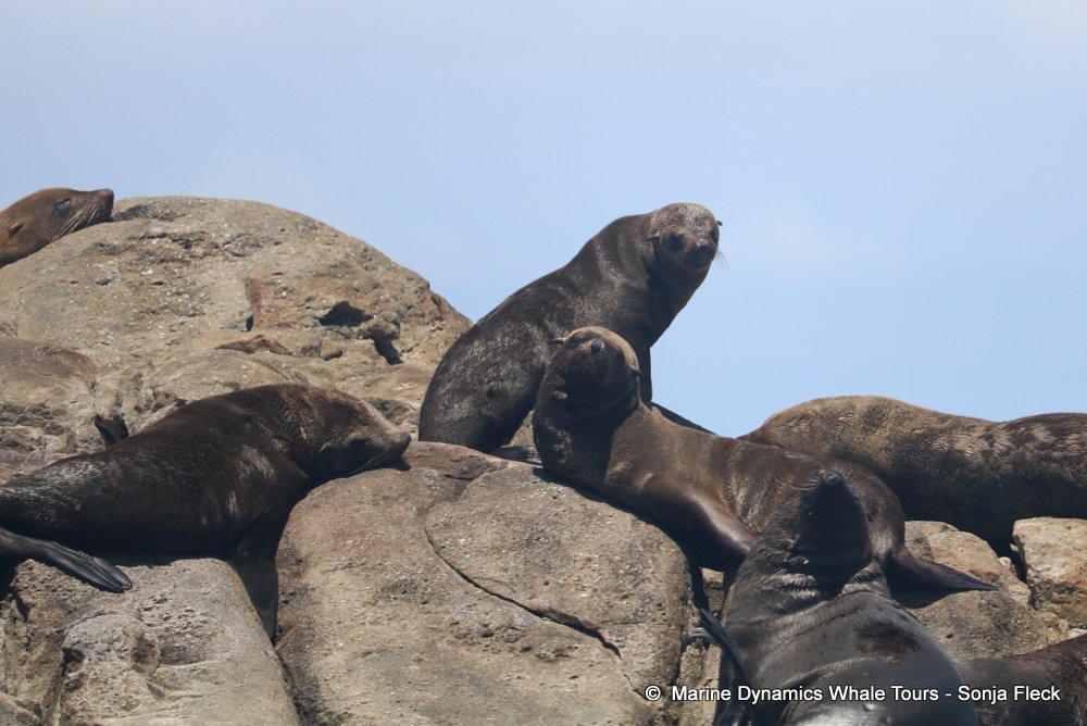 whale watching, gansbaai, south africa, Cape fur seals