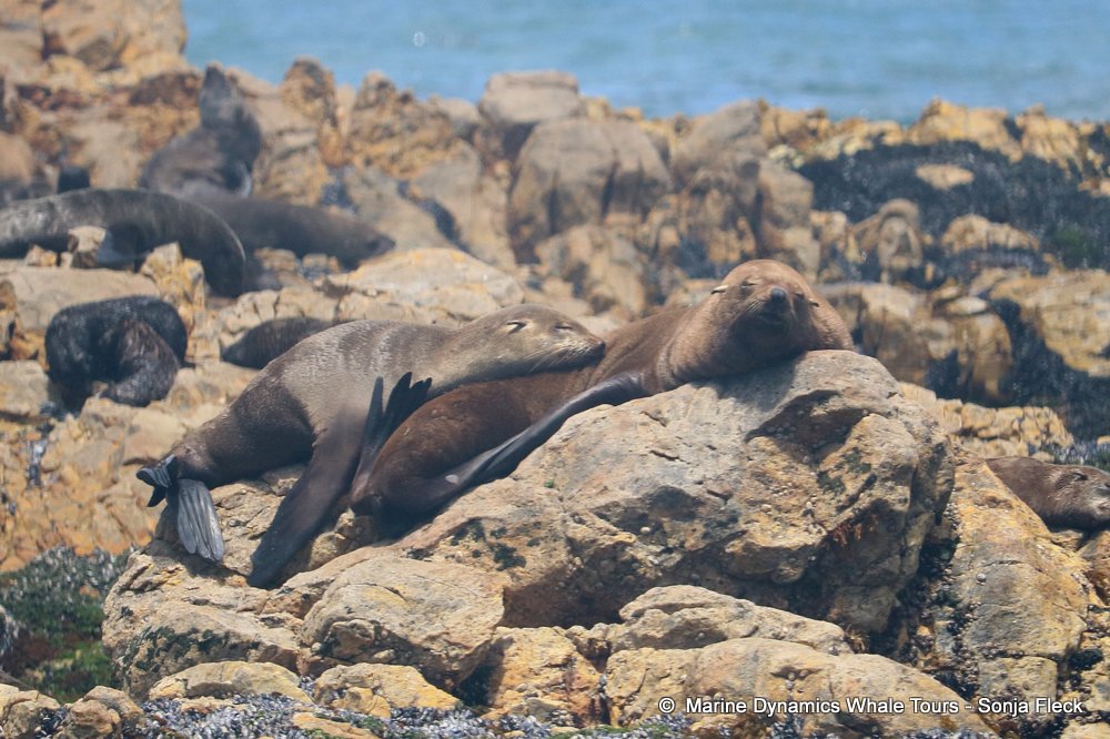 whale watching, gansbaai, south africa, Cape fur seals