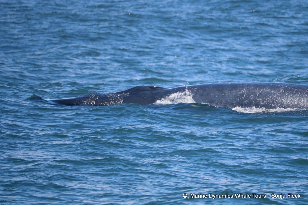 Marine Big 5 Daily Blog 01 February