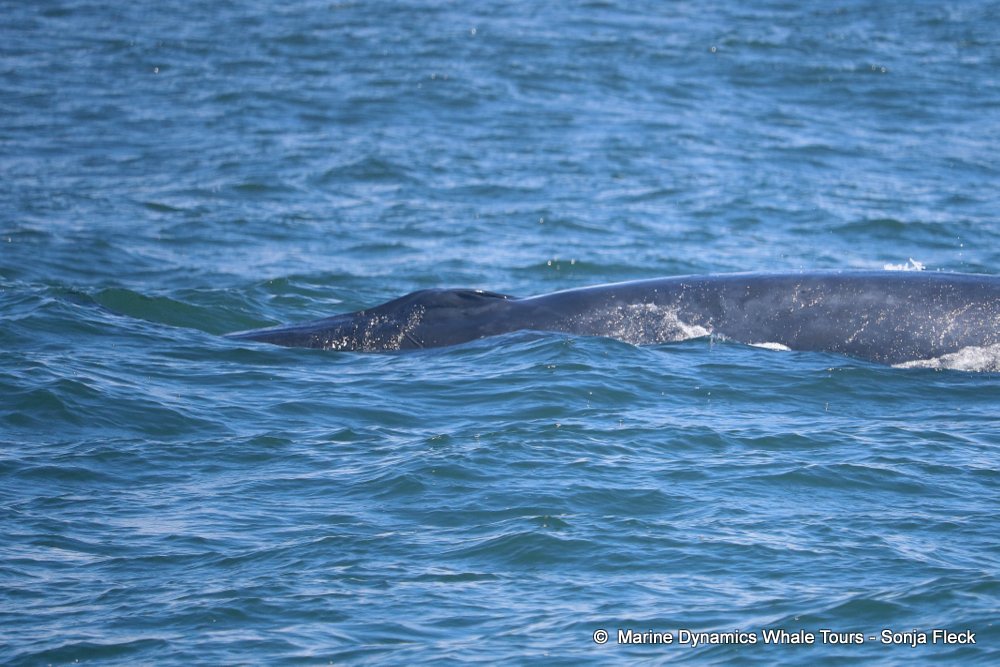 whale watching, gansbaai, south africa, Bryde's whale