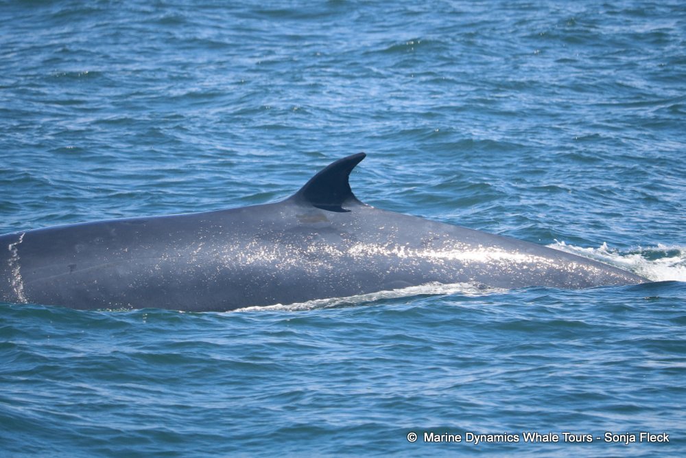 whale watching, gansbaai, south africa, Bryde's whale