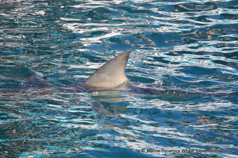 Marine Big 5 Daily Blog 13 May
