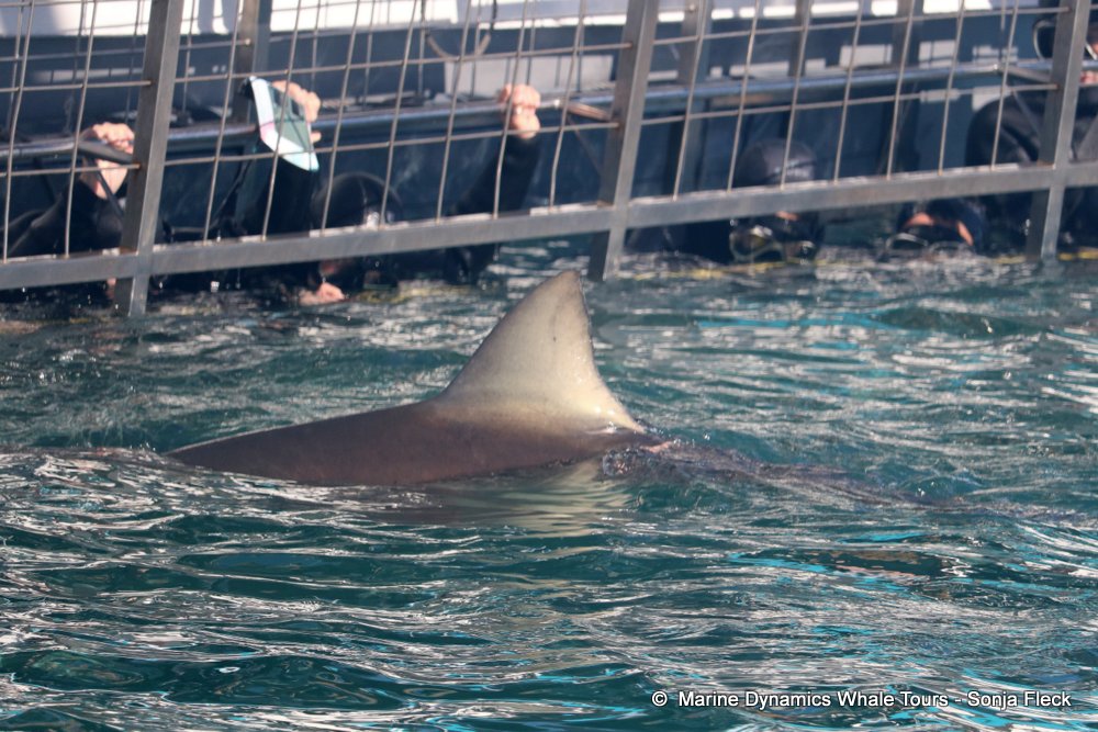 whale watching, gansbaai, south africa, Bronze whaler shark