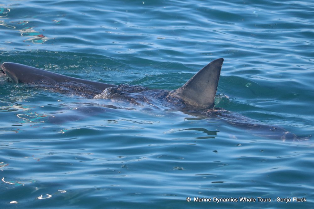 whale watching, gansbaai, south africa, Bronze whaler shark
