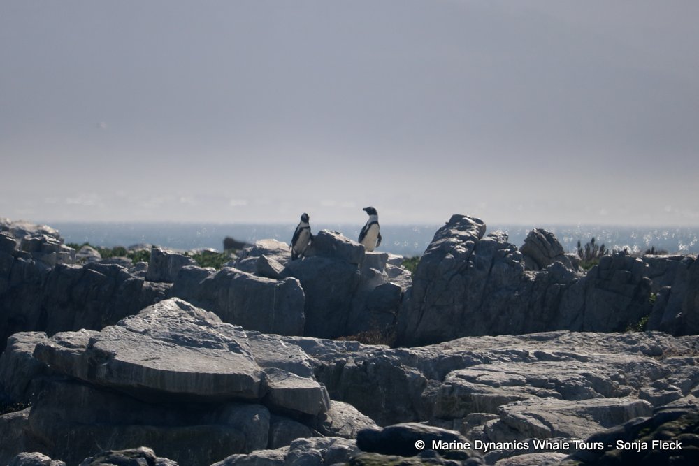 whale watching, gansbaai, south africa, African Penguins