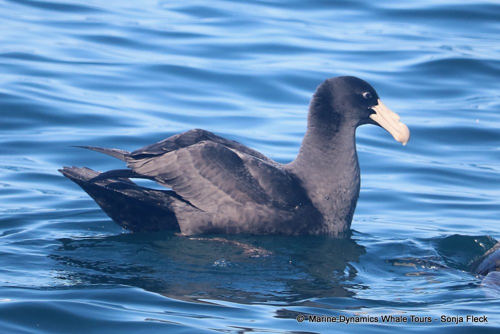 whale watching, gansbaai, south africa,  Northern Giant Petrel