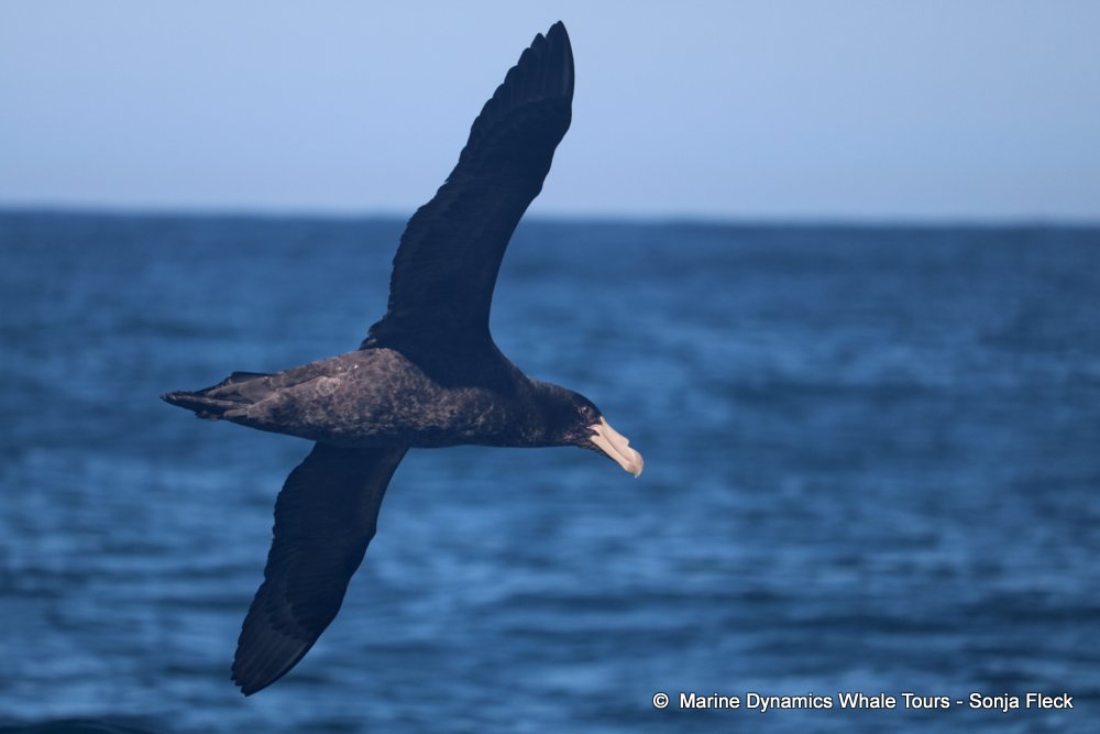 whale watching, gansbaai, south africa,  Northern Giant Petrel