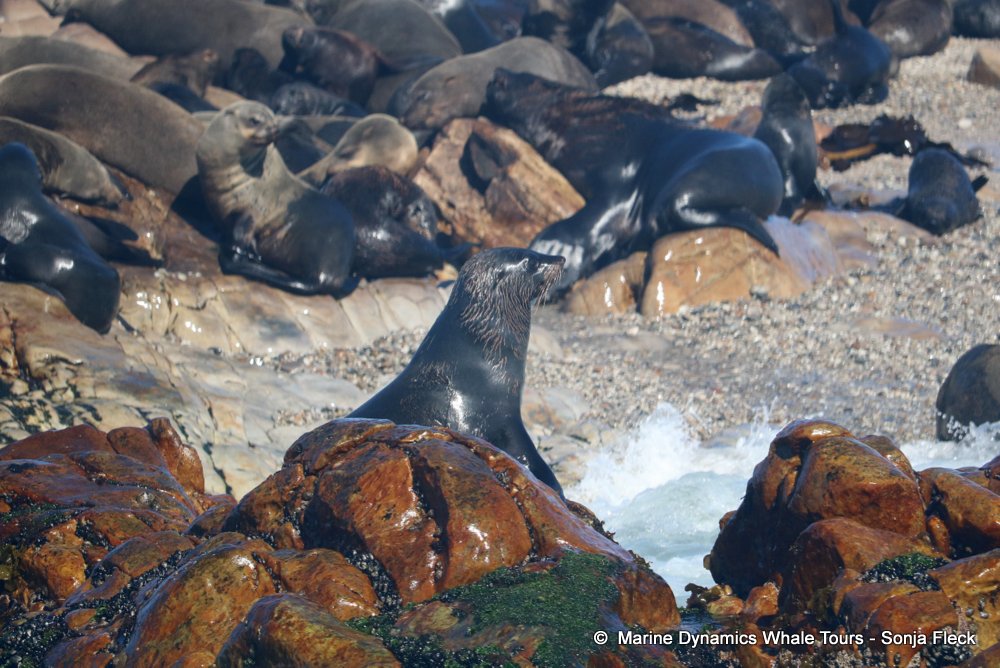 whale watching, gansbaai, south africa,  Cape fur seals