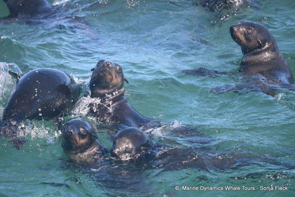 whale watching, gansbaai, south africa,  Cape fur seals