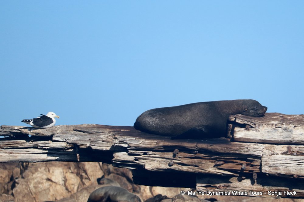 whale watching, gansbaai, south africa,  Cape fur seals