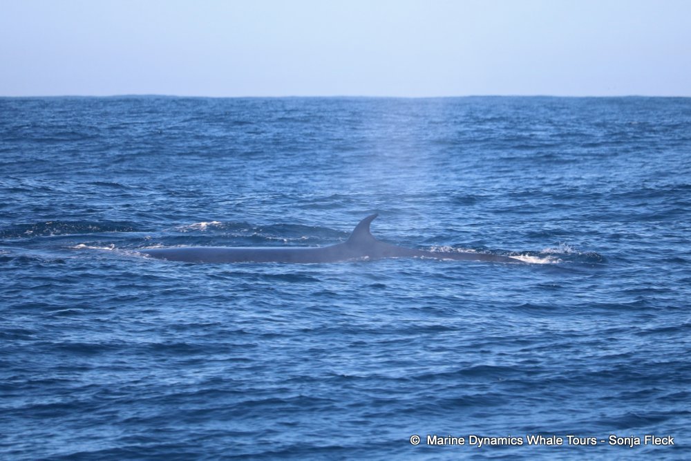 whale watching, gansbaai, south africa, Bryde's whale