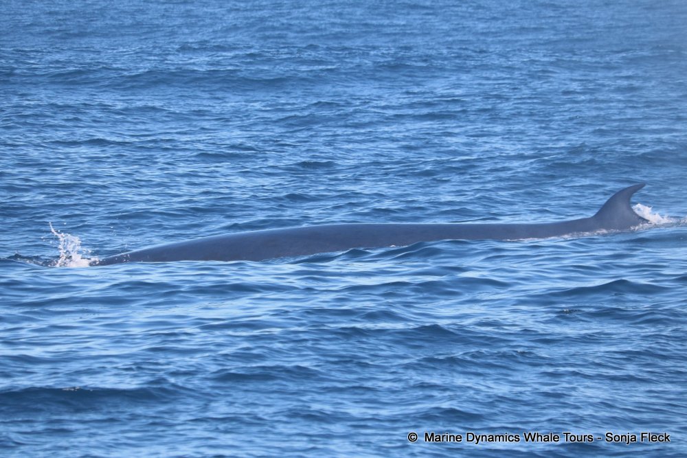 whale watching, gansbaai, south africa, Bryde's whale