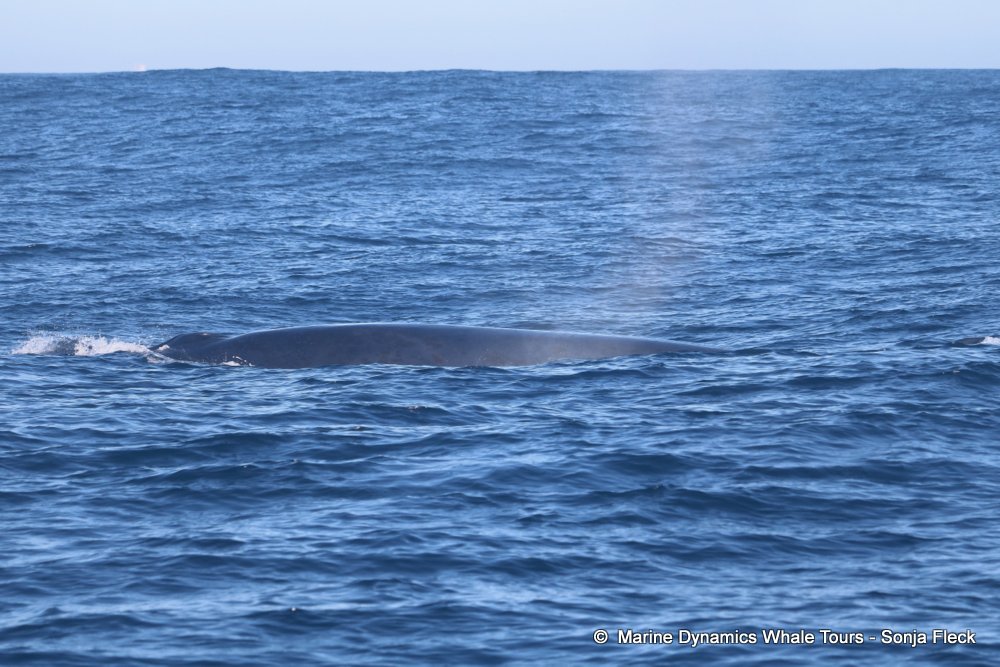 whale watching, gansbaai, south africa, Bryde's whale