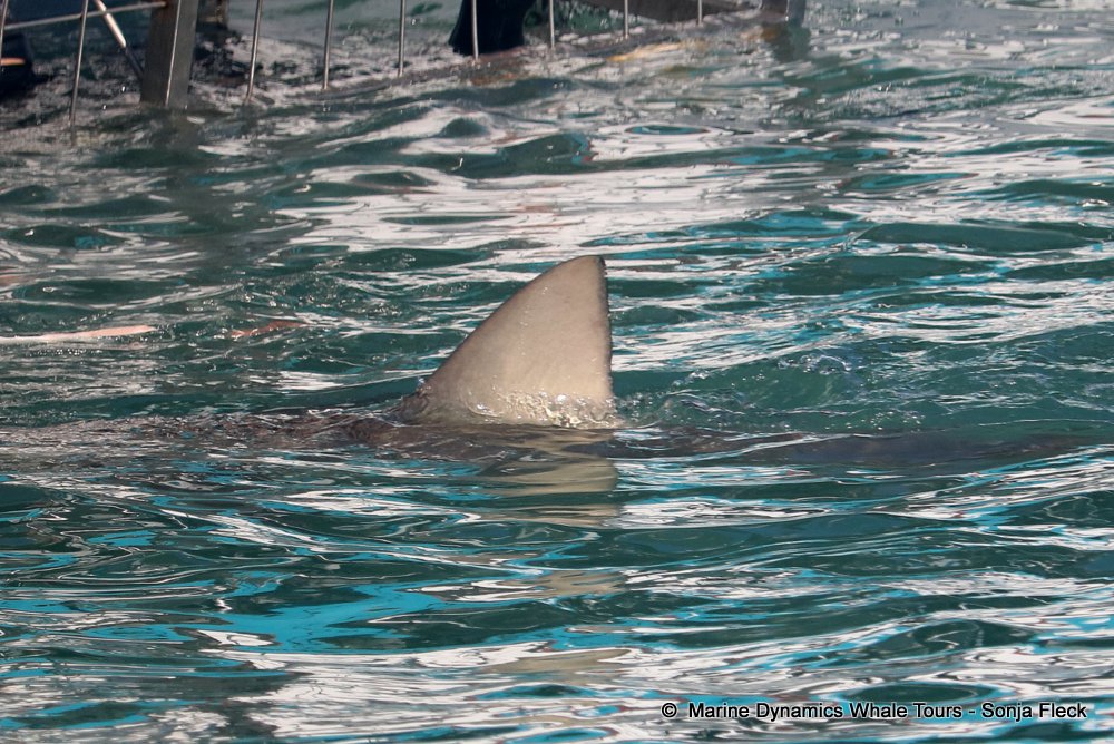 whale watching, gansbaai, south africa, Bronze whaler shark