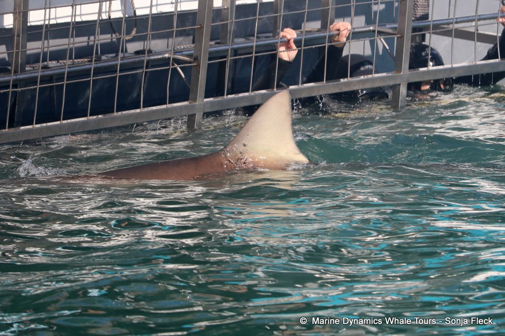 whale watching, gansbaai, south africa, Bronze whaler shark