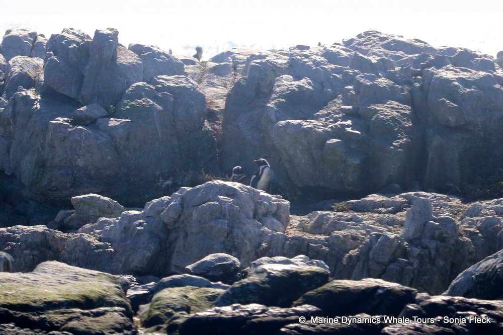 whale watching, gansbaai, south africa, African Penguins