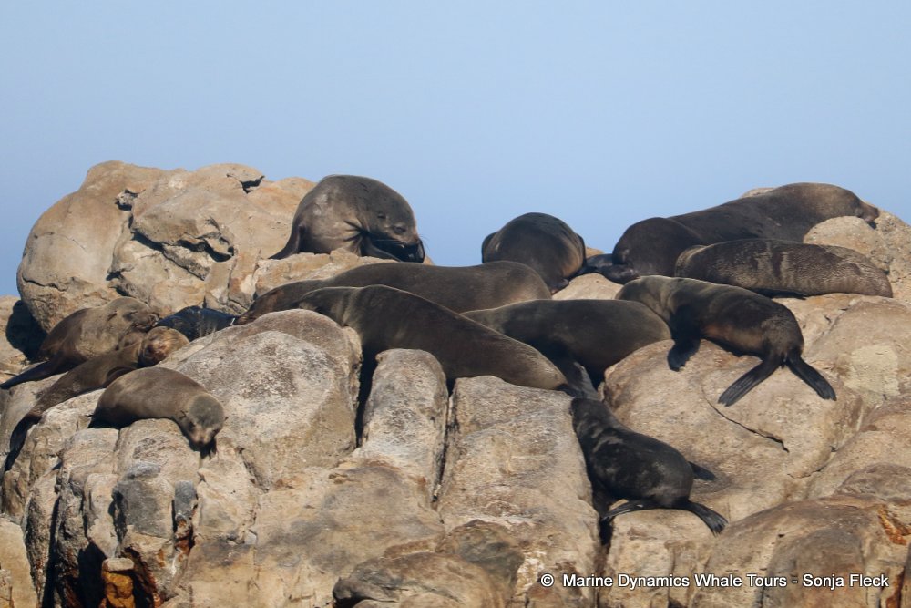 whale watching, gansbaai, south africa, Cape fur seals