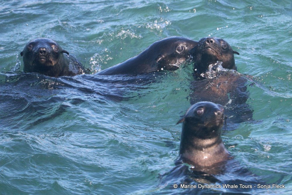 whale watching, gansbaai, south africa, Cape fur seals