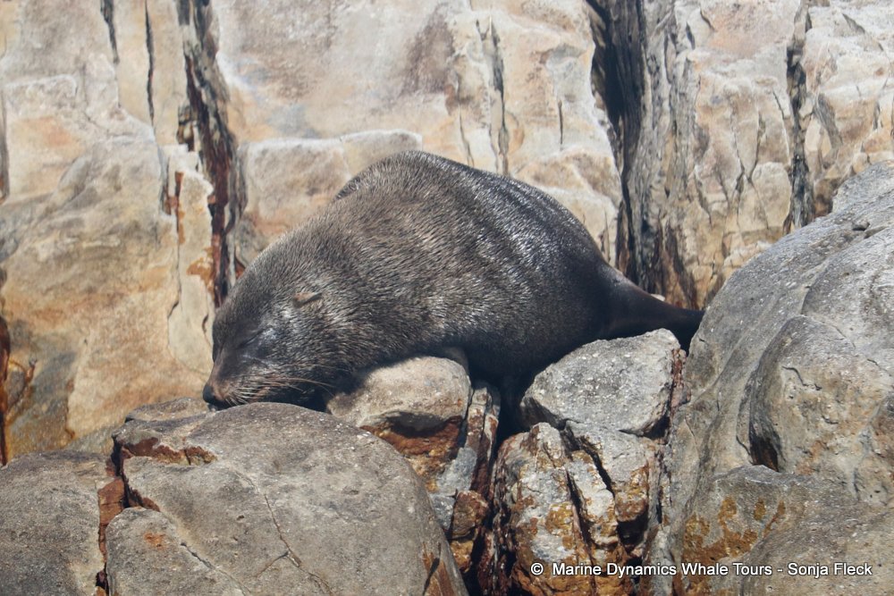 whale watching, gansbaai, south africa, Cape fur seals