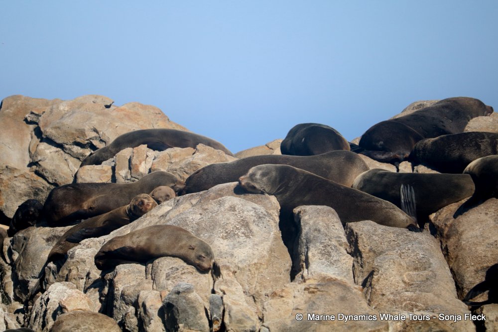 whale watching, gansbaai, south africa, Cape fur seals