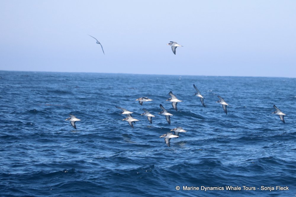 whale watching, gansbaai, south africa, Cory's Shearwater