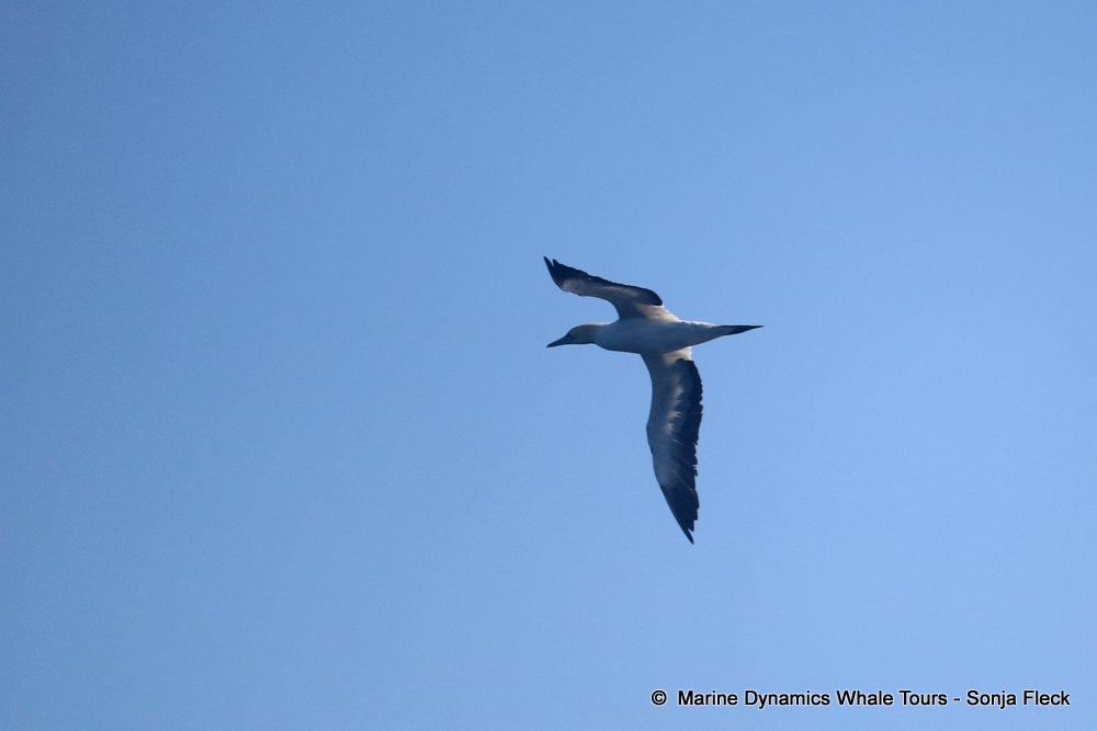 whale watching, gansbaai, south africa, Cape Gannet