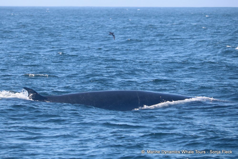 whale watching, gansbaai, south africa, Bryde's whale