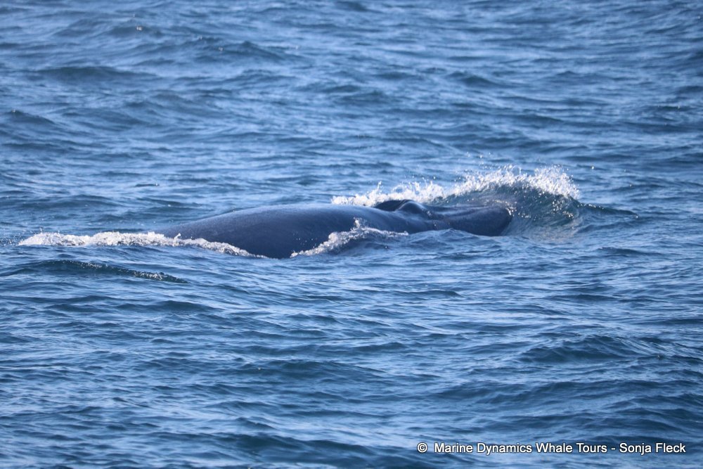 whale watching, gansbaai, south africa, Bryde's whale