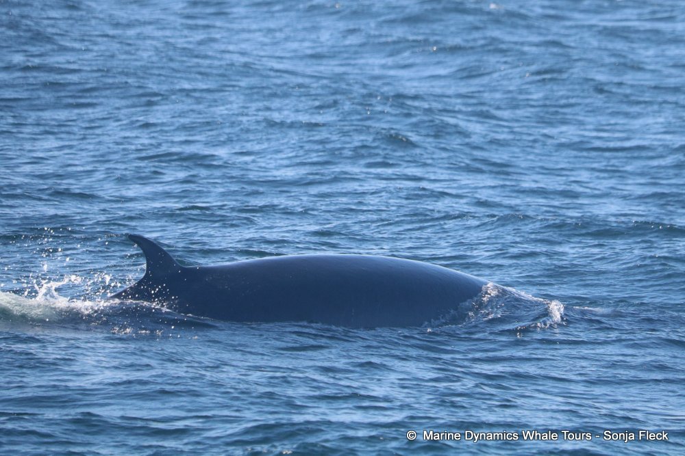 Marine Big 5 Daily Blog 15 May